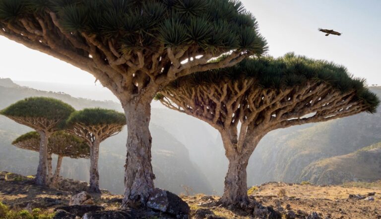 Socotra and the Dilemma of Modern International Travel